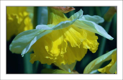 Narcissus_1_06-04-2006.jpg