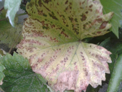 20150703_210046.jpg