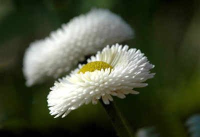 Bellis_2__06-04-2006.jpg