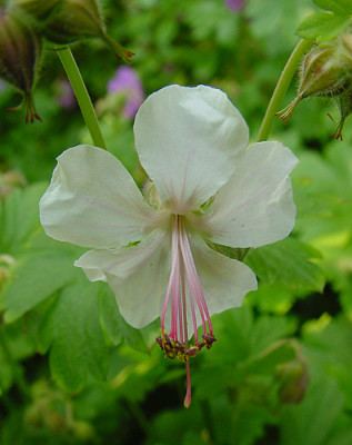 geranium_weiss.jpg