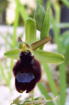 Ophrys_bertoloniiformis.jpg
