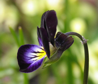 Viola_cornuta_f.jpg