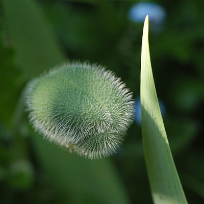 mohnknospe_5026.jpg