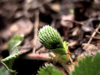 Alchemilla_mollis_Blatt_neu.jpg