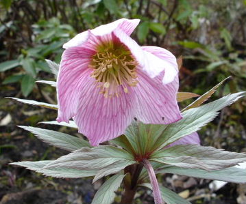 Helleborus_thib_-_G..JPG