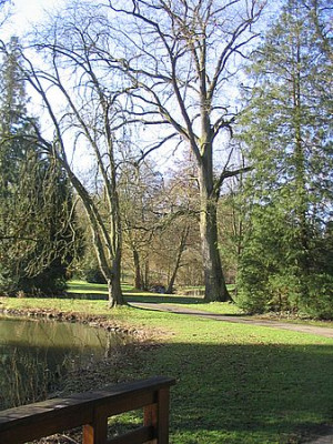 Baumriesen.jpg