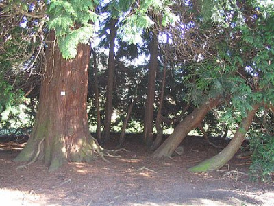 Thuja_plicata.jpg