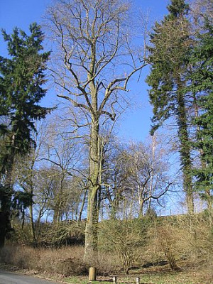 Liriodendron_tulipifera.jpg