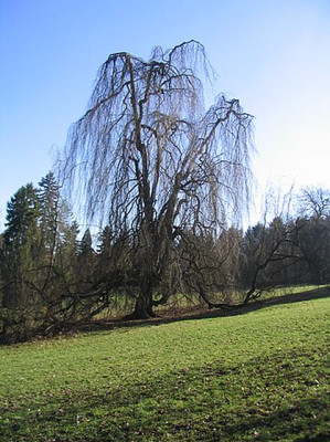 Buche.jpg
