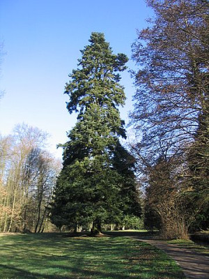 Abies_cephalonica.jpg