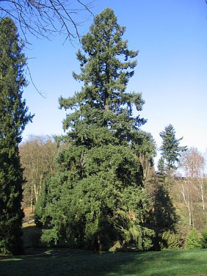 Pseudotsuga_menziesii.jpg