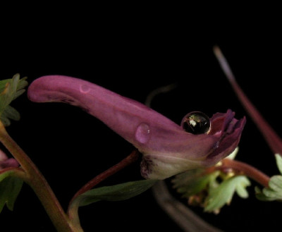 Corydalis_Blute.jpg