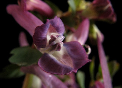 Corydalis_flexuosa_Blackberry_Wine_Blute.jpg
