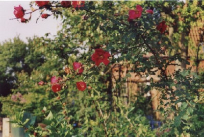 R._moyesii_Geranium.jpg