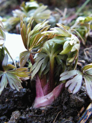 Aconitum_napellus_Austrieb1.jpg