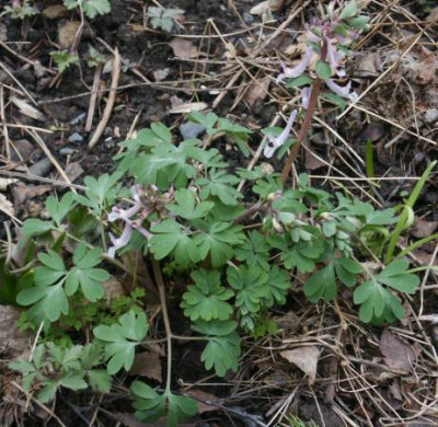 PICT0010.JPG