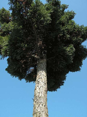unbek_Holz2.jpg