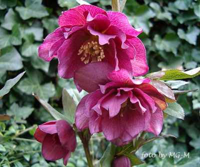 Imgp5446-Helle-rot-gef.jpg
