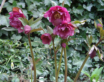 Imgp5442-Helle-rot-gef.jpg