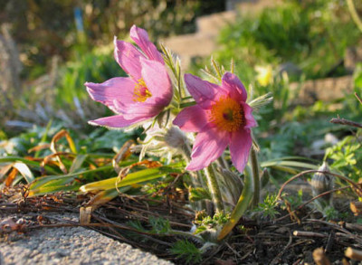 Pulsatilla_Samling.jpg