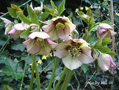 Imgp5455-Pic-Herz.jpg