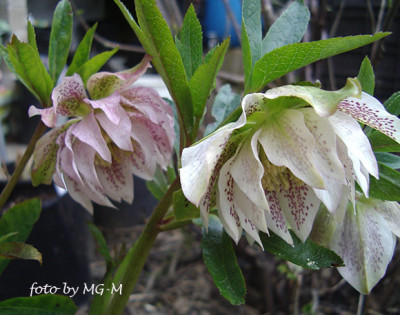 Imgp5460-Helle-weiss-gef.jpg