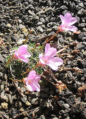 Saxifraga_dinickii_fars.jpg