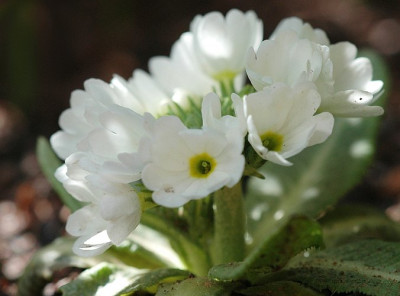 Primula_weiss_2_06-04-2006.jpg