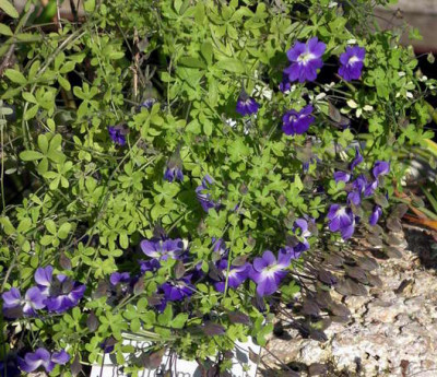Tropaeolum_azureum__2006-04-07.JPG