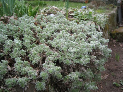 Artemisia_unknown_20060405_02.jpg