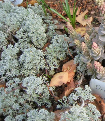 Artemisia_unknown_20051008.jpg