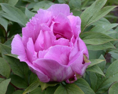 Ofuji_nishiki002.jpg