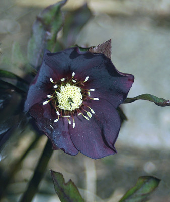 schwarzu2654.jpg