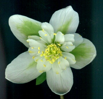 Helleborus_niger_halbgefullt_junge_Bluete.jpg