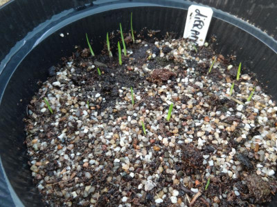 Dierama pulcherrimum Germination July 2015.JPG