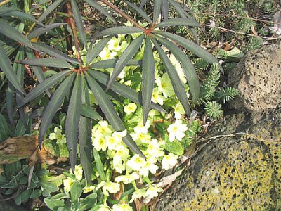 Primula_vulgaris_fars.jpg