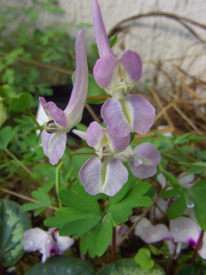 Corydalis_malkensis_x_caucasica_vielleicht.jpg