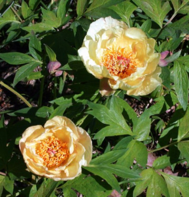 Berggarten_P._Suff._lemoiniiTria003.jpg