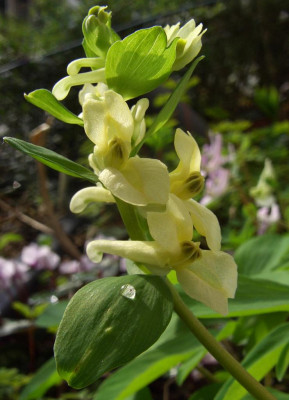 Corydalis_cava_gelb_vielleicht.jpg