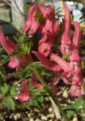 Corydalis_solida_Beth_Evans_02-06.jpg