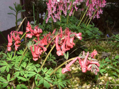 Corydalis_solida__G.P._Baker_06.jpg