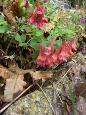 Corydalis_solida_Penza_01-06.jpg