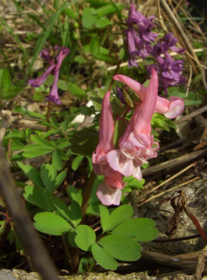 Corydalis_solida_Penza_02-06.jpg