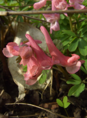 Corydalis_solida_Penza_03-06.jpg