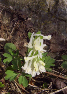 Corydalis_solida_weiss_06.jpg