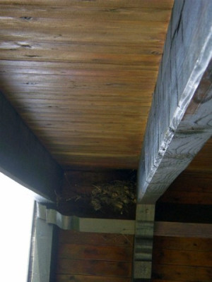 08.04.06_-_Nest_1.jpg