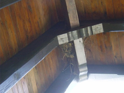 08.04.06_-_Nest_3.jpg