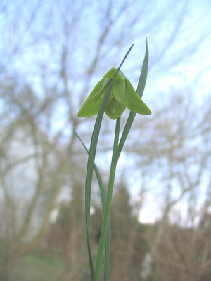 Fritillaria_bithynica_carica_fars.jpg