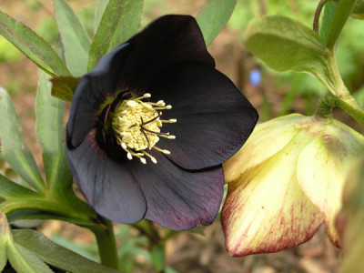 H-schwarz-u-gelb-picotee-2.jpg