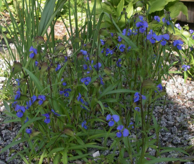Commelina dianthifolia 05.07.15.JPG
